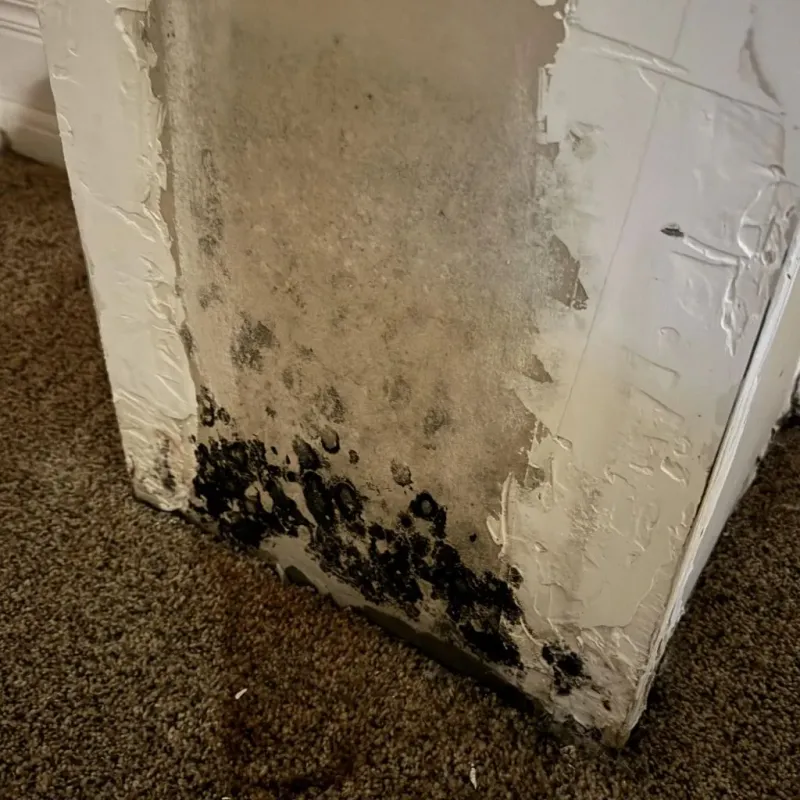 Professional Mold Removal in Wharton County, TX